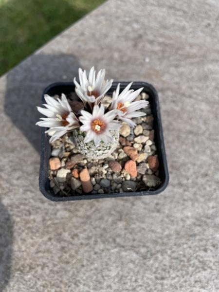 Turbinicarpus valdezianus